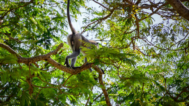 macaco cinza langur vai embora em um galho de árvore no alto, mostrando seu traseiro. - sri lanka langur animals in the wild endangered species - fotografias e filmes do acervo