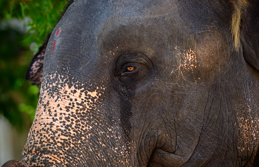 Save elephants concept, sad and weeping elephants eye close up photograph, Sensitive elephant shedding tears.