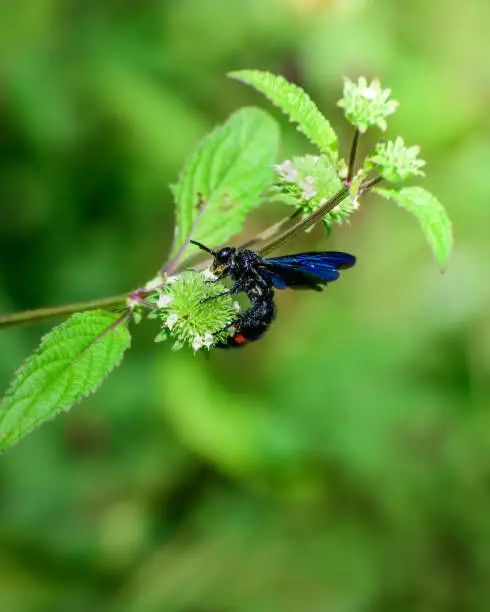 Photo of Shiny blue-winged and red-banded Wasp all over the wild blossom in the morning.