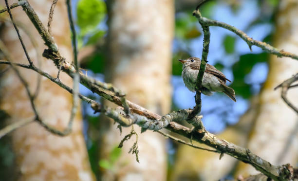 istock Cute little brown-breasted flycatcher bird perch on a tree branch, view from below. 1367825101