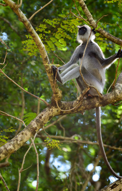 büscheliger grauer langur sitzt auf einem ast und schaut nach oben, langschwänzige pelzige primatenportratur. - sri lanka langur animals in the wild endangered species stock-fotos und bilder