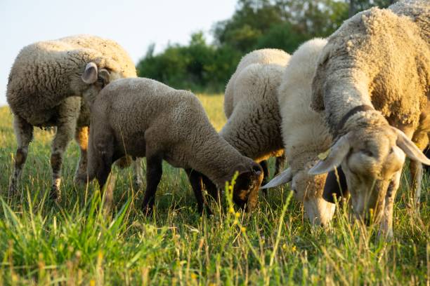 istock Sheep on the meadow eating grass in the herd. 1367825220
