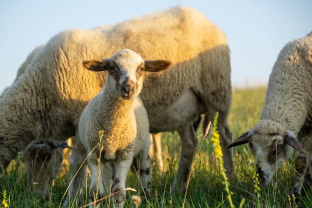 istock Lamb and sheep on meadow. 1367825223