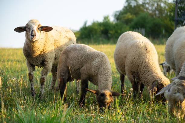 istock Sheep on the meadow eating grass in the herd. 1367825396