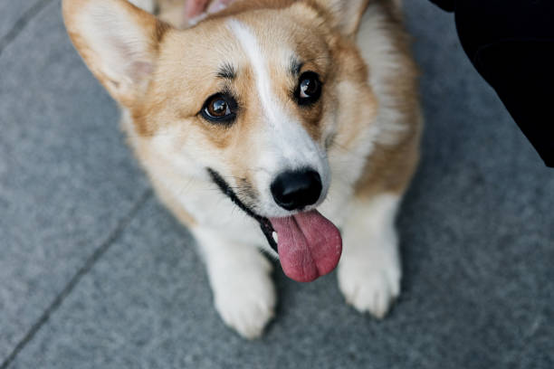 istock adorable, cute corgi dog 1367825997