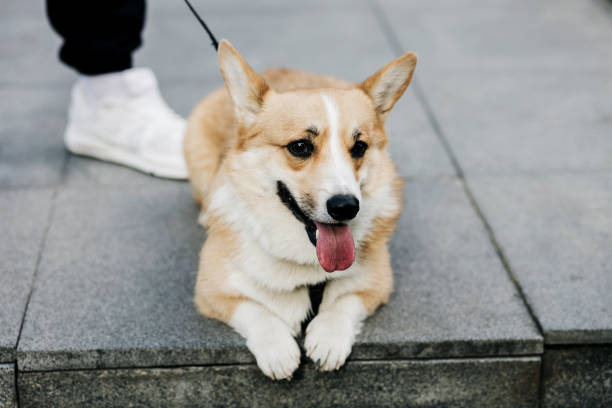 istock Dog Corgi in street 1367826001