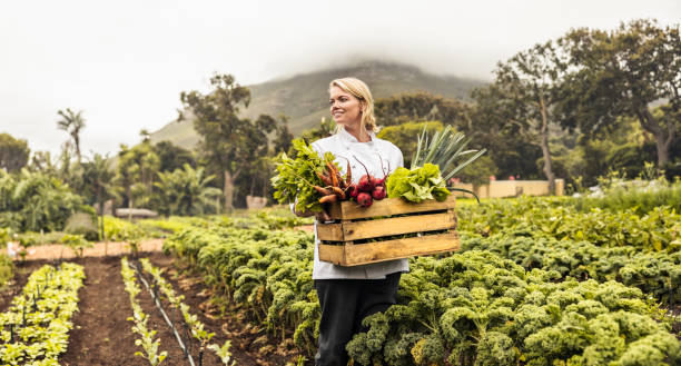 istock Happy young chef carrying fresh vegetables on a farm 1367826157