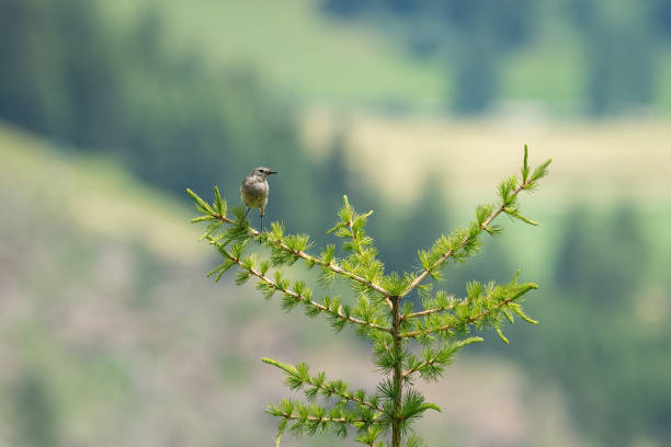 istock A water pipit sitting on a larch tree 1367826763