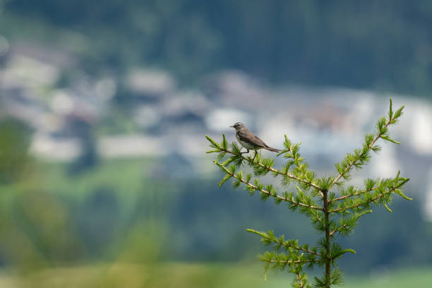 A water pipit sitting on a larch tree