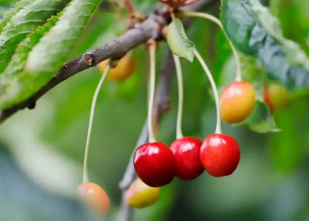 Photo of Wild Cherry (Prunus avium) Fruit