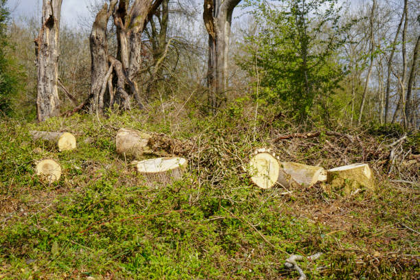 istock Cut down logs in woodland 1367830699