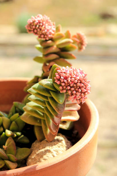 Crassula Rupestris plant in bloom in the garden Colorful Crassula Rupestris plant in bloom in the garden crassula stock pictures, royalty-free photos & images