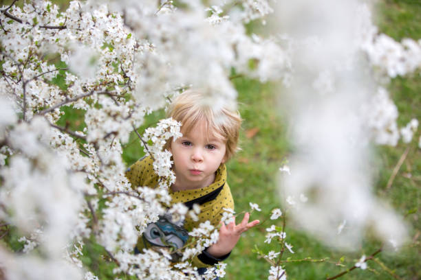 istock Cute blond toddler child, boy, running around blooming yellow bush, spring time, while snowing 1367832142