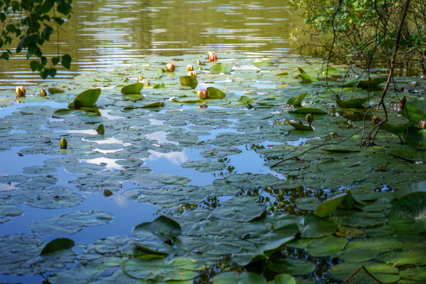 istock Lilies floating on a lake 1367832960