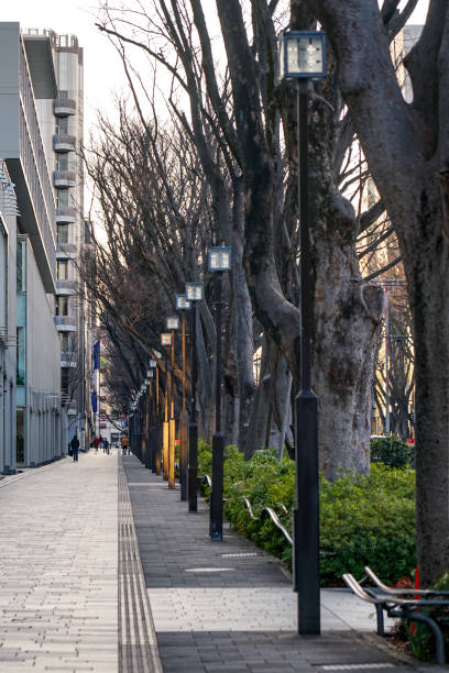 árboles omotesando zelkova (shibuya-ku, tokio) - omotesando hills fotografías e imágenes de stock