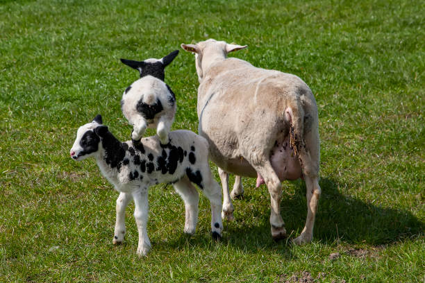 istock Farm animals - sheep and playing lamb 1367834737