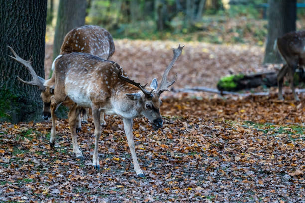 The fallow deer, Dama mesopotamica is a ruminant mammal belonging to the family Cervidae.