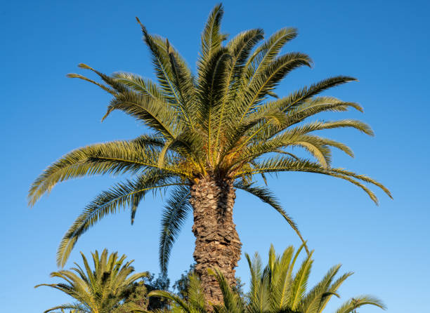 istock A low angle shot of a palm tree at sunlight 1367835451