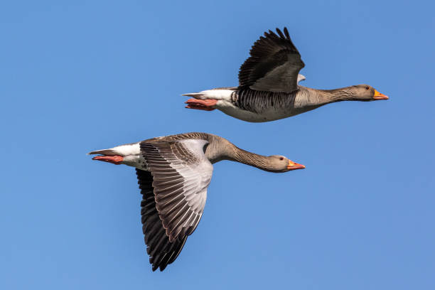 The flying greylag goose, Anser anser is a species of large goose The greylag goose, Anser anser is a species of large goose in the waterfowl family Anatidae and the type species of the genus Anser. Here flying in the air. anseriformes photos stock pictures, royalty-free photos & images