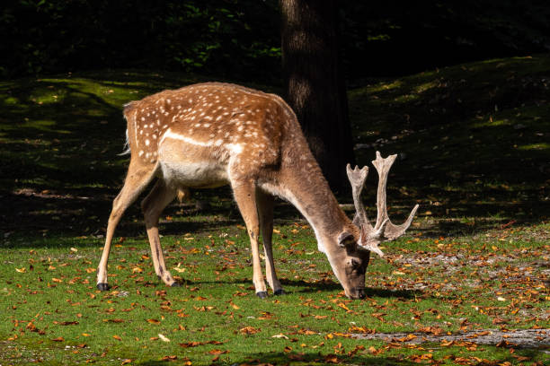 istock The fallow deer, Dama mesopotamica is a ruminant mammal 1367836079