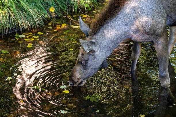 Female moose (Alces alces) standing in pond.