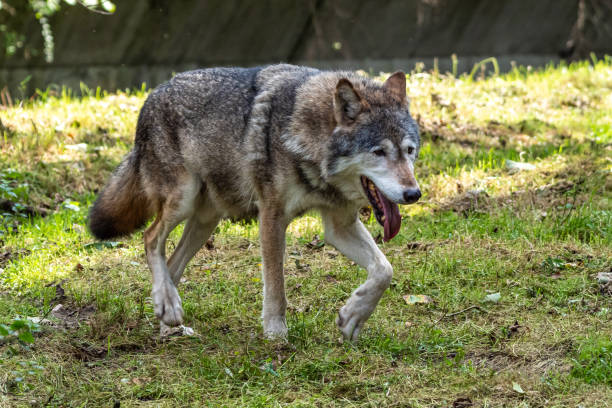istock European Grey Wolf, Canis lupus in a german park 1367836795