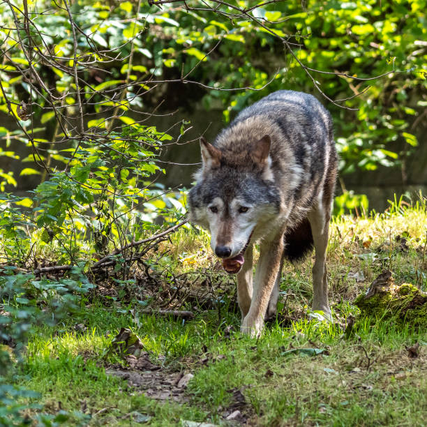 istock European Grey Wolf, Canis lupus in a german park 1367836830