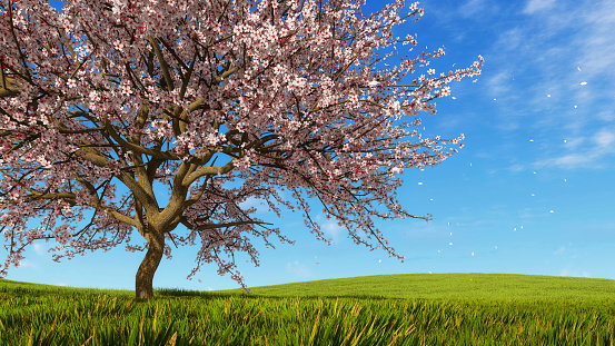 Lush blooming japanese sakura cherry tree with falling flower petals against blue sky background on green grass hills at spring day. With no people decorative 3D illustration from my 3D rendering.