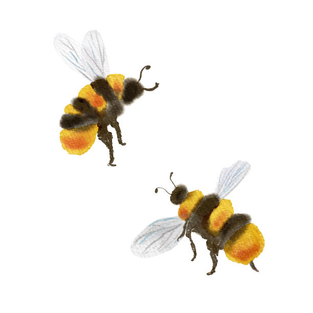 ilustraciones, imágenes clip art, dibujos animados e iconos de stock de acuarela flying honey bees isolated elements set - abeja