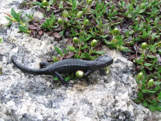 Black alpine salamander (Salamandra atra) wild animal