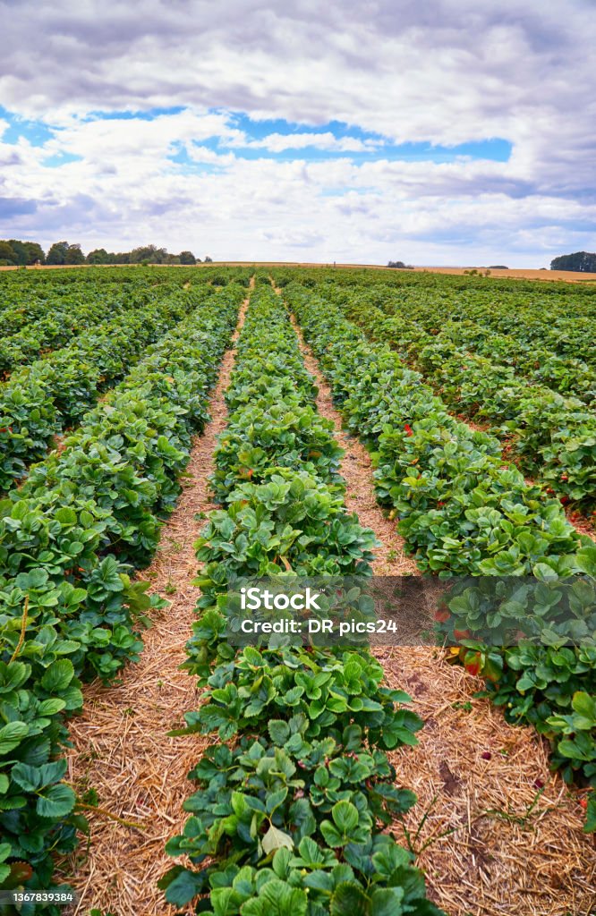 Landscape with green strawberry field with blue sky and clouds on the horizon. Organic Farm Stock Photo