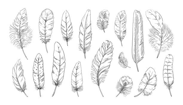 Hand drawn feather. Engraved quill tattoo. Ink writing pen vintage drawing. Old bird feathering silhouettes. Goose or swan weightless plume. Vector black and white plumage elements set Hand drawn feather. Engraved quill tattoo. Ink writing pen vintage drawing. Old bird feathering silhouettes. Isolated goose or swan weightless plume. Vector black and white fluffy plumage elements set feather stock illustrations