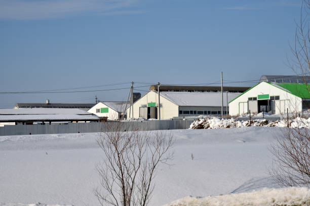Long livestock farm buildings in winter