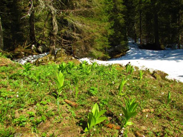 Bright green spring vegetation with false helleborine (Veratrum album) plants and snow behind Bright green spring vegetation with false helleborine (Veratrum album) plants and snow behind european white hellebore stock pictures, royalty-free photos & images