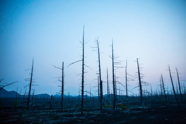 istock Forest sunrise on the volcano 1367840195