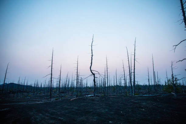 istock Forest sunrise on the volcano 1367840203