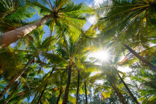 up-view-aufnahme. low angle view kokosnussbaum blauer himmel und sonnenlicht an sonnigen tagen. - tree wind palm tree hawaii islands stock-fotos und bilder