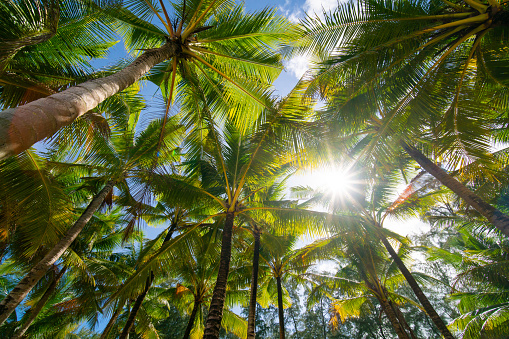 Up view shot. Low angle view Coconut tree blue sky and sunlight in sunny day.