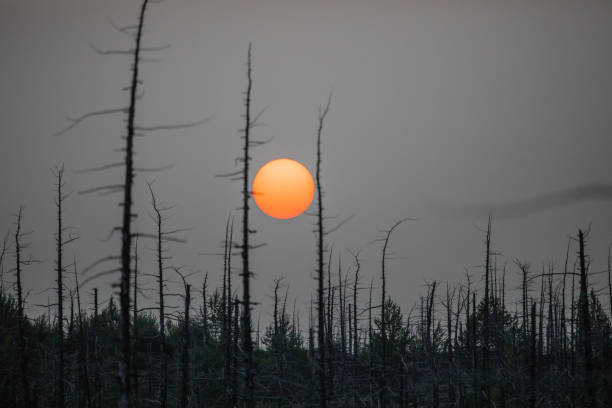 Forest sunrise on the Tolbachik volcano