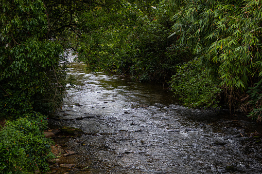 A water stream amid the Mata Atlantica (Atlantic Forest) of Itatiaia National Park, Minas Gerais, Brazil.