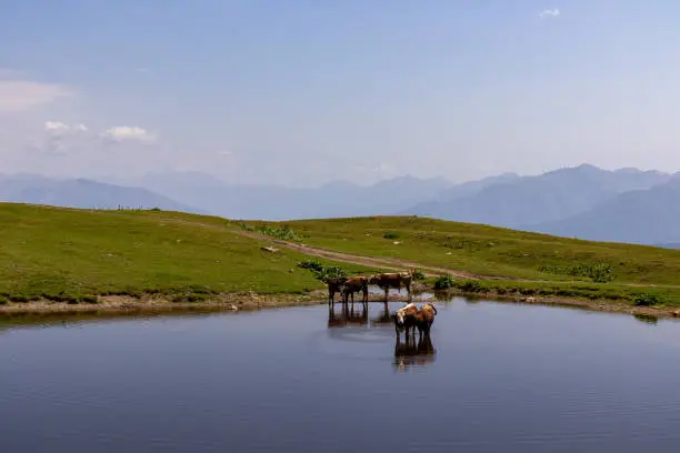 Cattles swimming in a pond near the Koruldi Lake with a dream like view on the mountain range near Mestia in the Greater Caucasus Mountain Range, Upper Svaneti, Country of Georgia. Wildlife
