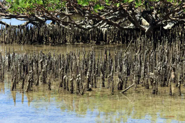 Mangrove forests also called mangrove forests are forests that grow in brackish seawater and are influenced by the tides of seawater. These forests grow especially in places where there is siltation and accumulation of organic matter.