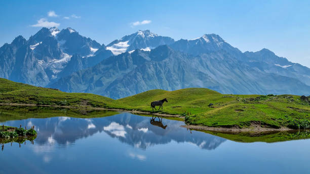 jezioro koruldi - koń nad jeziorem z widokiem na grzbiety górskie w górnej swanetii, kaukaz, gruzja. - caucasus mountains zdjęcia i obrazy z banku zdjęć