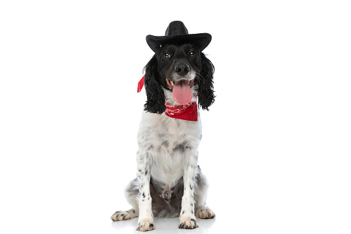 happy english springer spaniel pup with hat and bandana sticking out tongue and panting on white background in studio