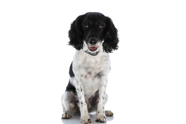 istock cute english springer spaniel dog panting and looking down 1367843259