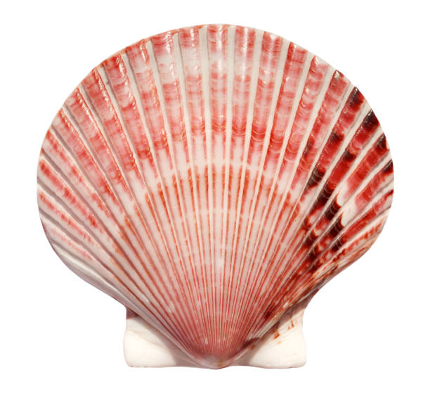 istock Big beautiful scallop shell isolated on white background. Top view. 1367843985