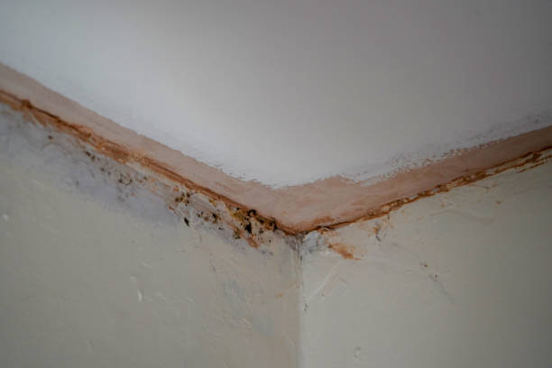 istock Close up of decorating marks in a house 1367844521