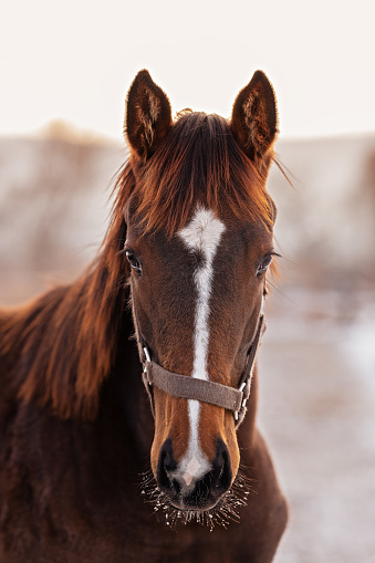 Winter large portrait of a red foal of thoroughbred horse breed, in a halter with a large white mark on the entire muzzle.