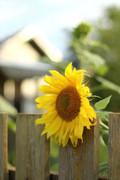 sunflower flower over a wooden fence in the background of a garden with a silhouette of a house