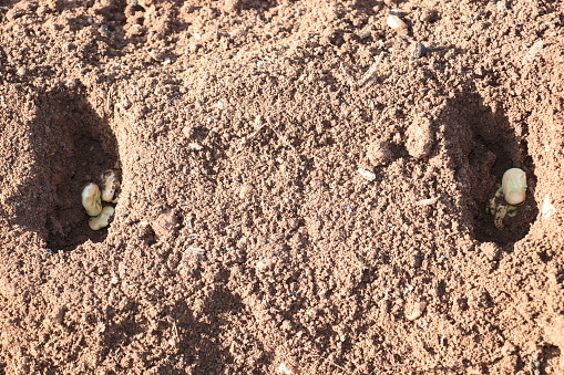 Las habas en huertos urbanos. Autoproducción agrícola